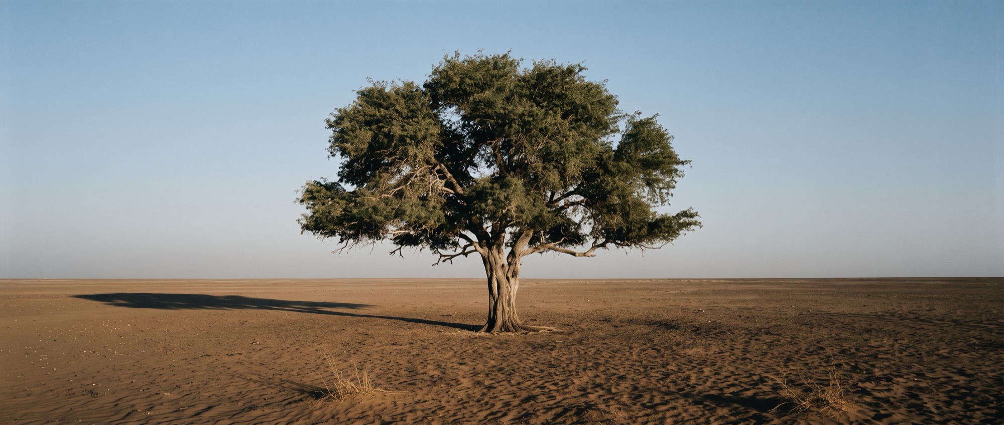 A single ghaf tree standing alone on open desert under a clear sky