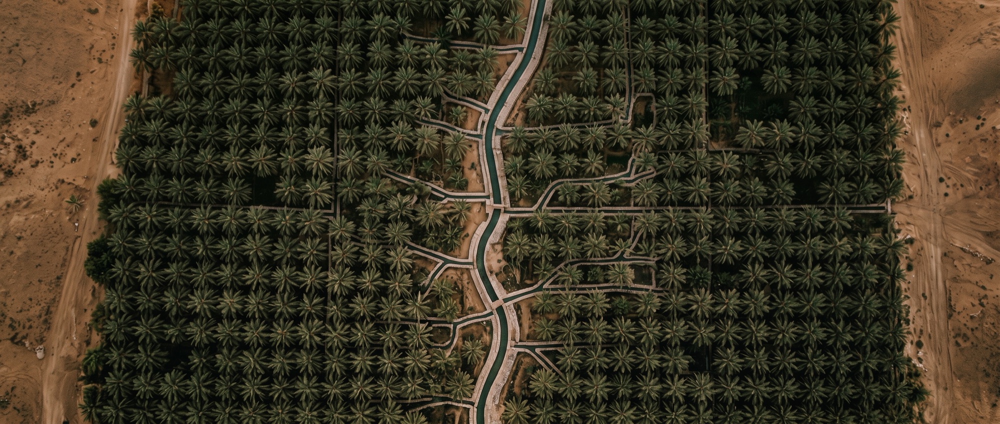 A date-palm oasis seen from above, one irrigation channel branching to reach every plot